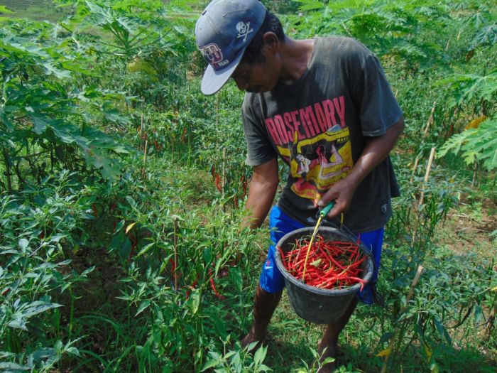 Panen Cabai Ketahanan Pangan