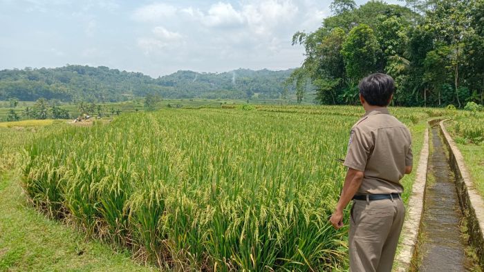 Pengecekan Lokasi Tanah Bengkok Desa Wonoharjo Untuk Pengajuan Sertifikat 01