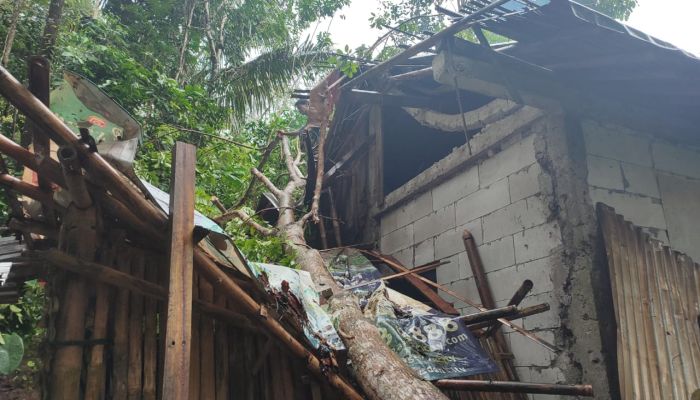 Kayu Tumbang di Dusun Temetes 01