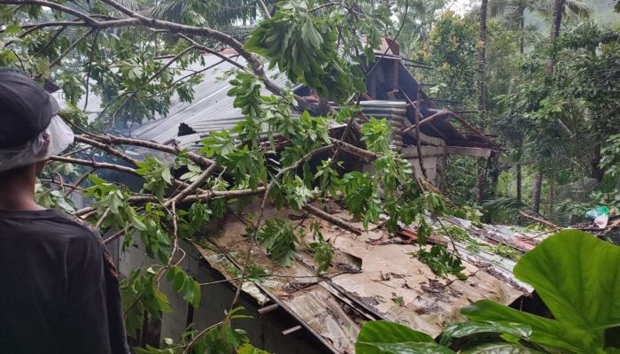 Kayu Tumbang di Dusun Temetes