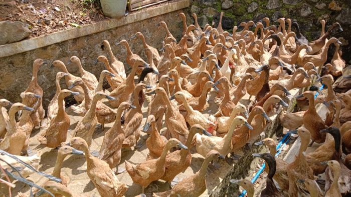 Penyerahan Itik Dari Dinas Pertanian dan Pangan Kepada Masyarakat