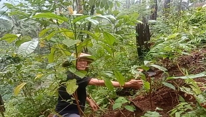 Penanaman Bibit di Bukit Dewa 02