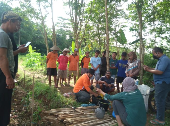 Kegiatan pemasangan ajir dan pelatihan pembuatan obat semprot insektisida 01