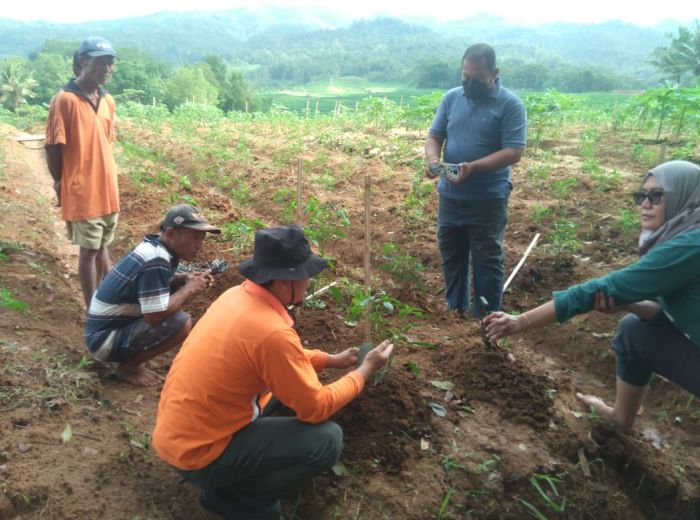 Kegiatan pemasangan ajir dan pelatihan pembuatan obat semprot insektisida