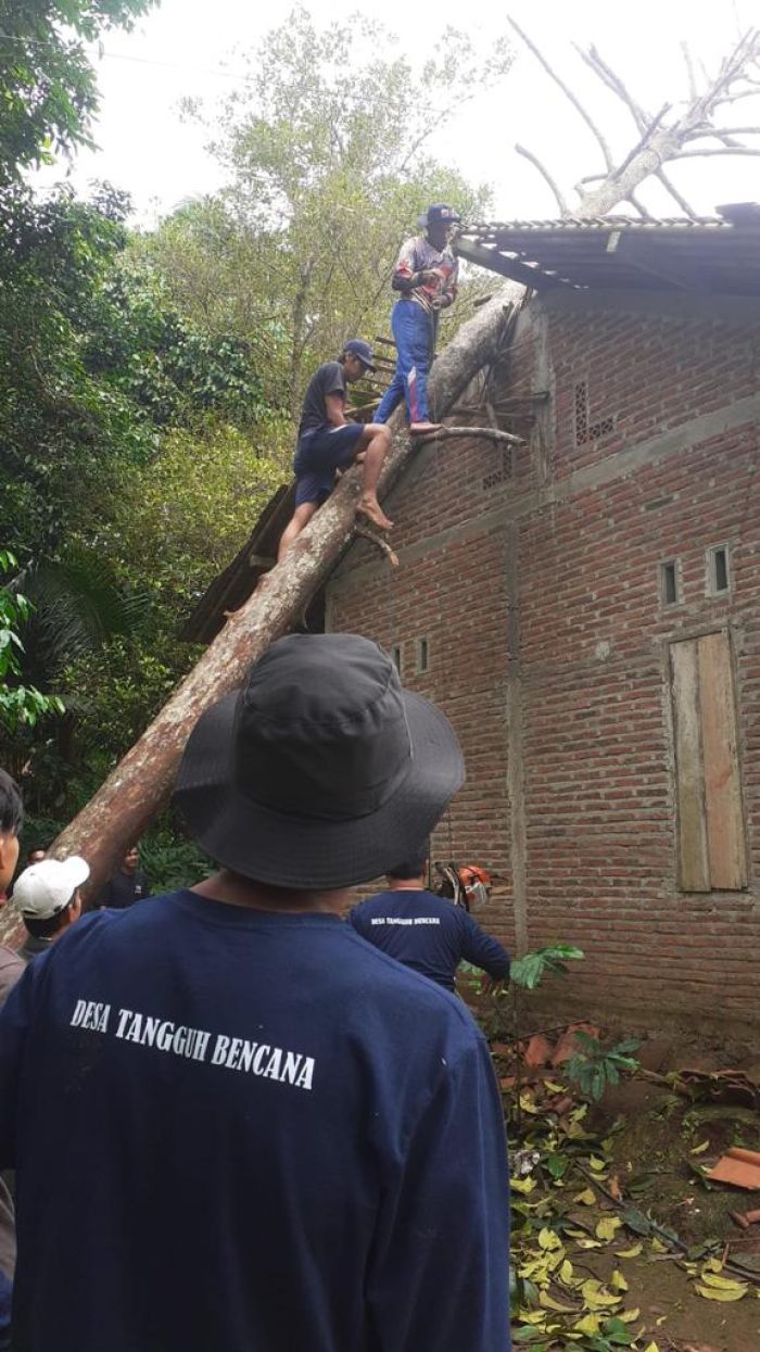 Tim Destana Bersihkan Lokasi Pohon Tumbang 01