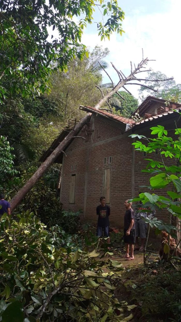 Tim Destana Bersihkan Lokasi Pohon Tumbang