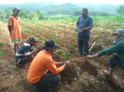 Kegiatan pemasangan ajir dan pelatihan pembuatan obat semprot insektisida