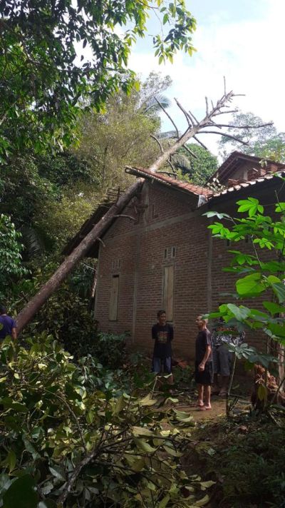 Tim Destana Bersihkan Lokasi Pohon Tumbang